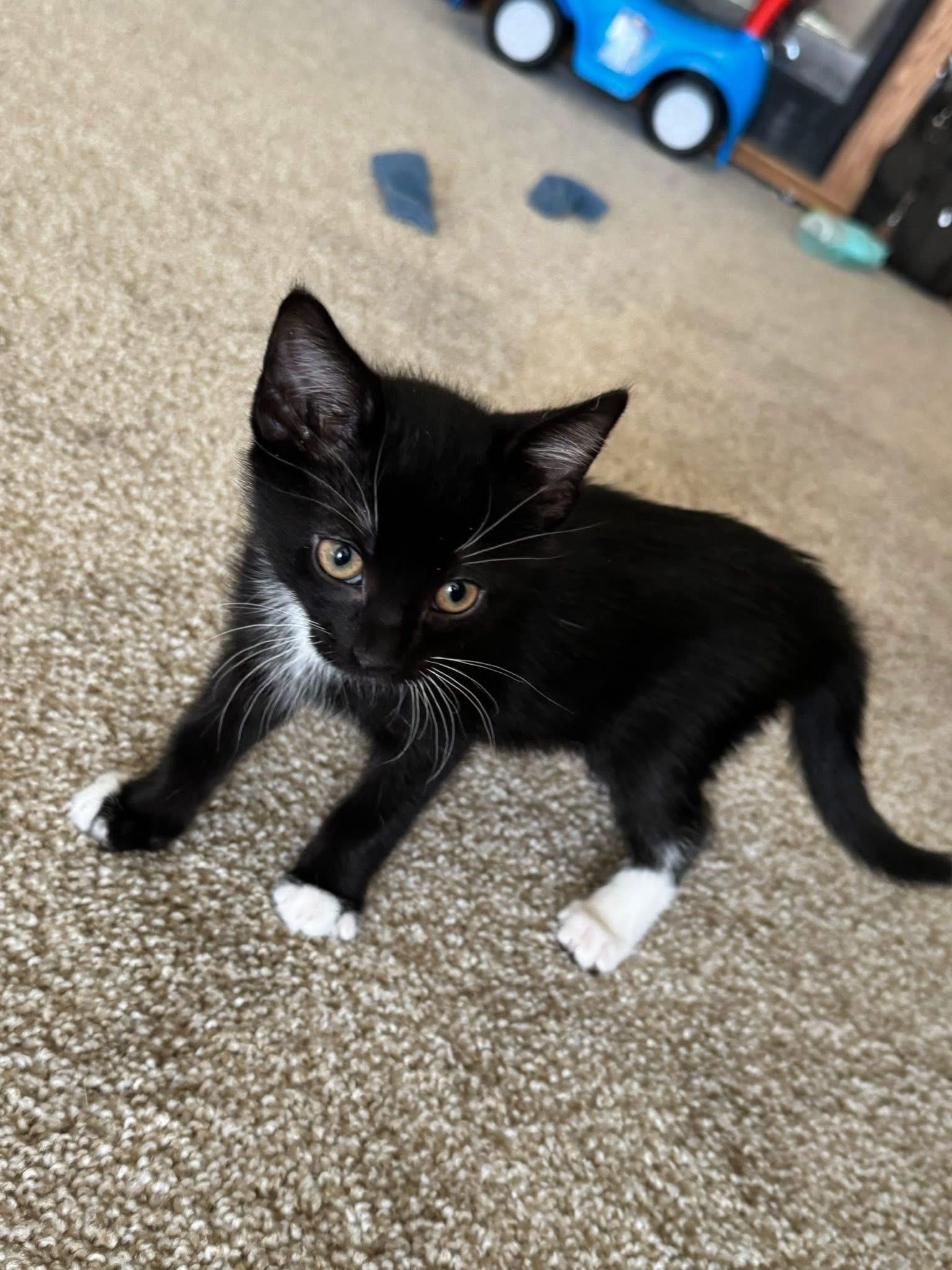 Enlarge Benny and Bandit, a ADOPTABLE Domestic Short Hair in Troy, NY image 3/4