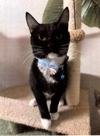 Enlarge Trixie, a Adoptable Domestic Short Hair in Anoka, MN image 1/1
