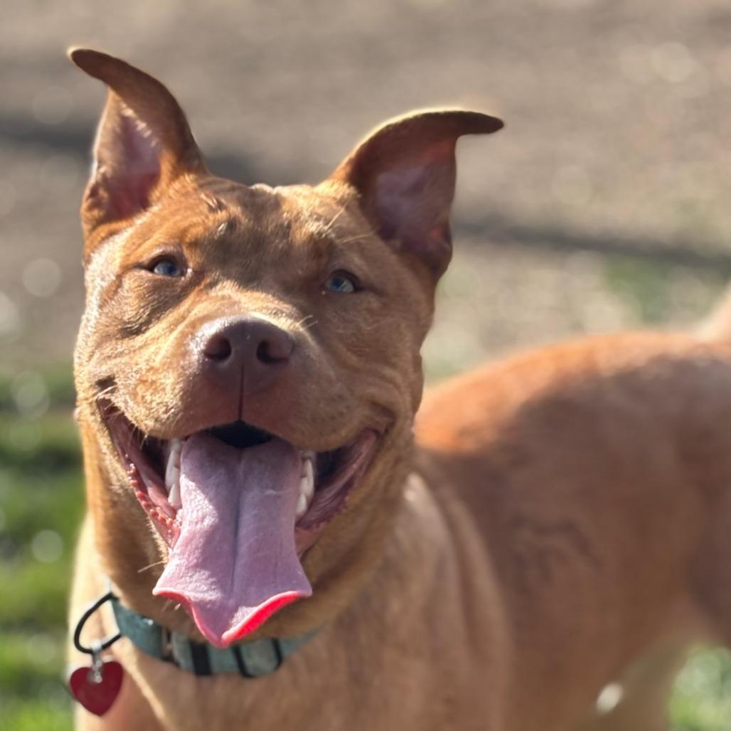 Dewey, Adoptable, Young Male Mixed Breed.