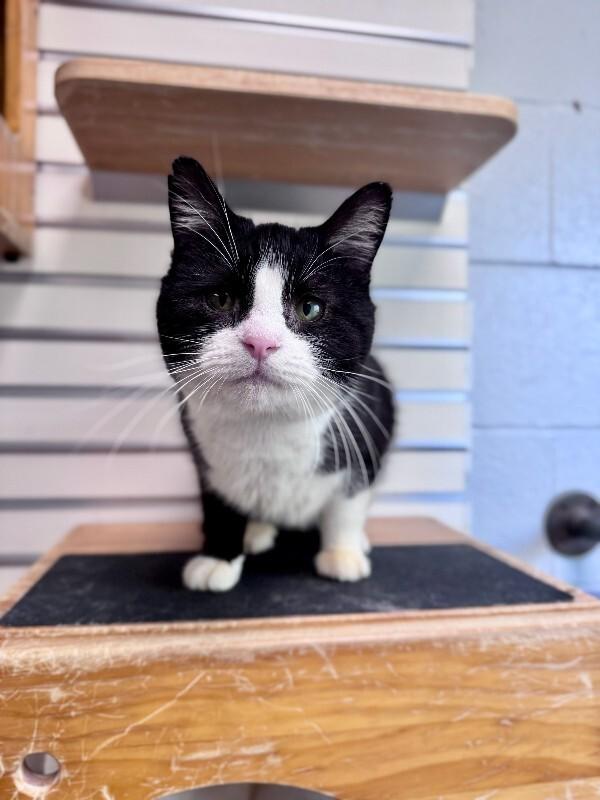 Enlarge PO, a Adoptable Domestic Short Hair in Wooster, OH image 1/1