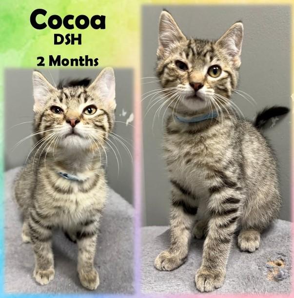 Enlarge Cocoa, a Adoptable Domestic Short Hair in Franklin, IN image 1/1