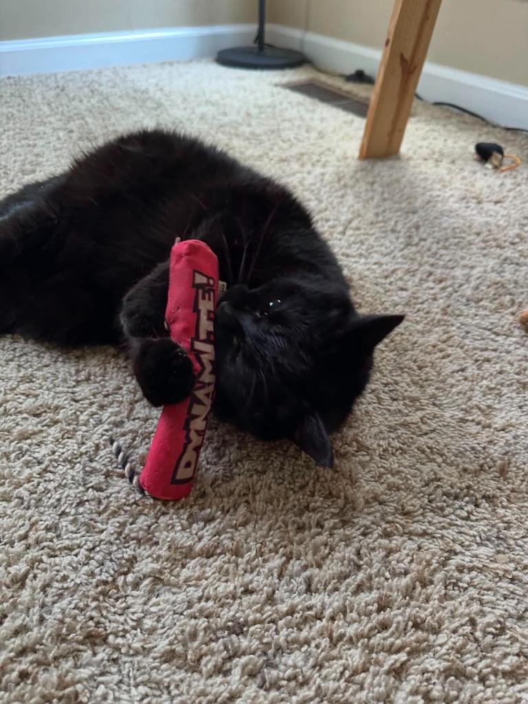Boo, Adoptable, Senior Male Domestic Short Hair.