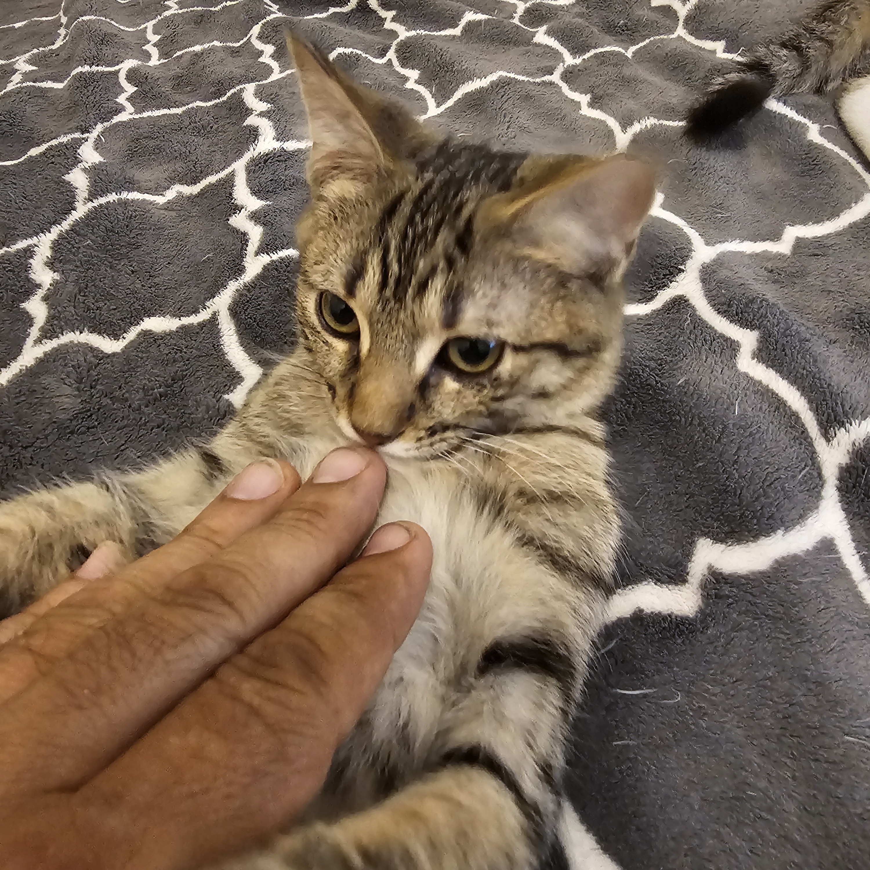 Cat for adoption Max, a Domestic Short Hair & Tabby Mix in Dallas, TX