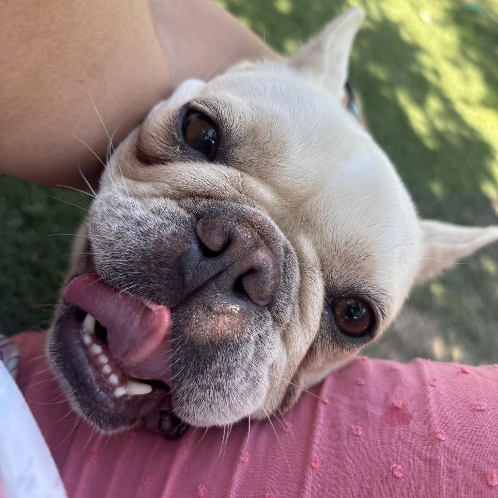 Enlarge Penelope, a Adoptable French Bulldog in Columbus, OH image 5/6
