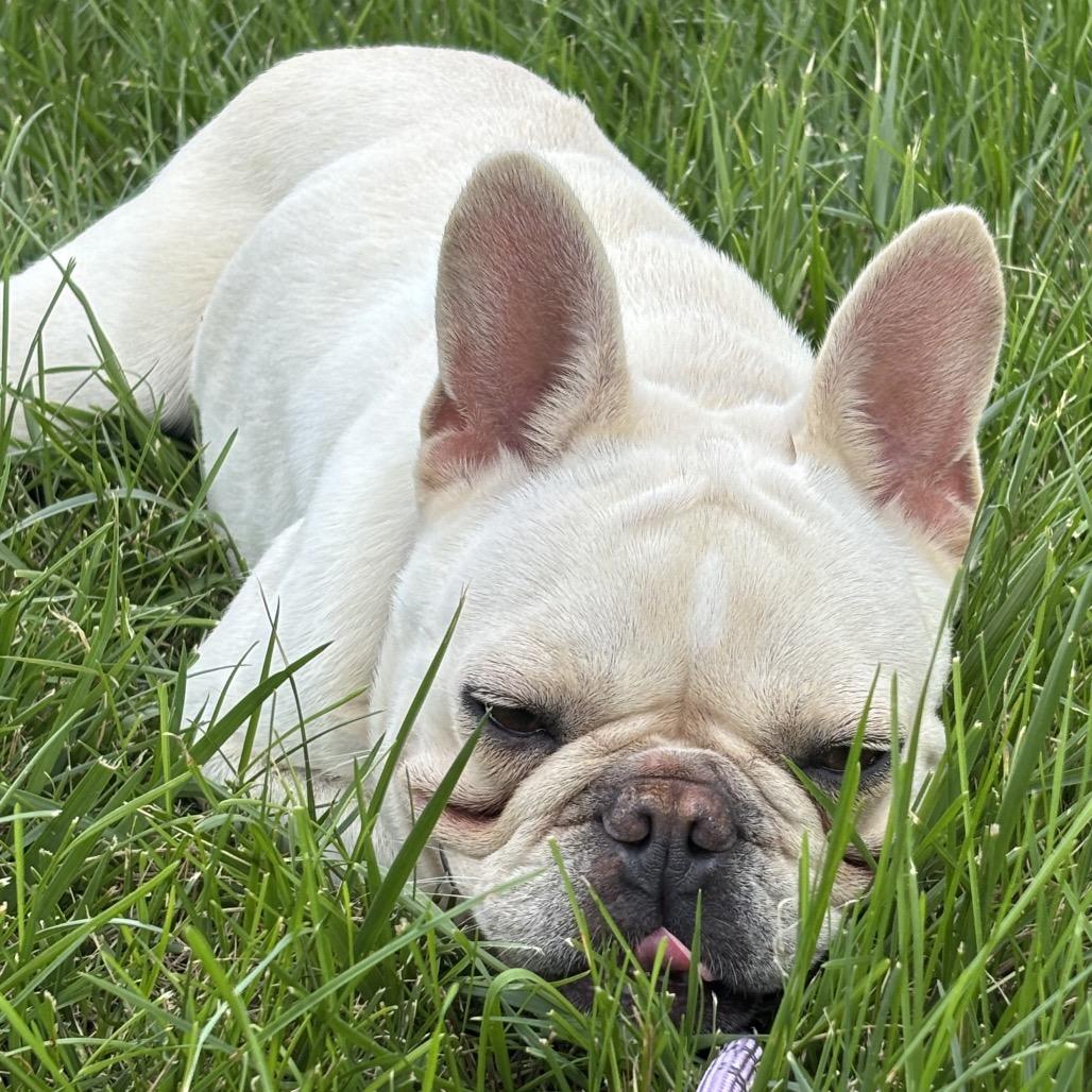 Enlarge Penelope, a Adoptable French Bulldog in Columbus, OH image 2/6
