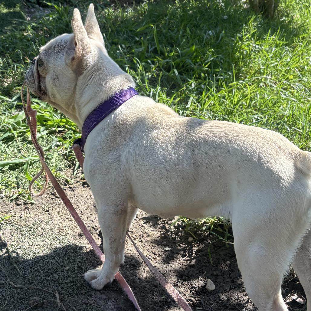 Enlarge Penelope, a Adoptable French Bulldog in Columbus, OH image 4/6
