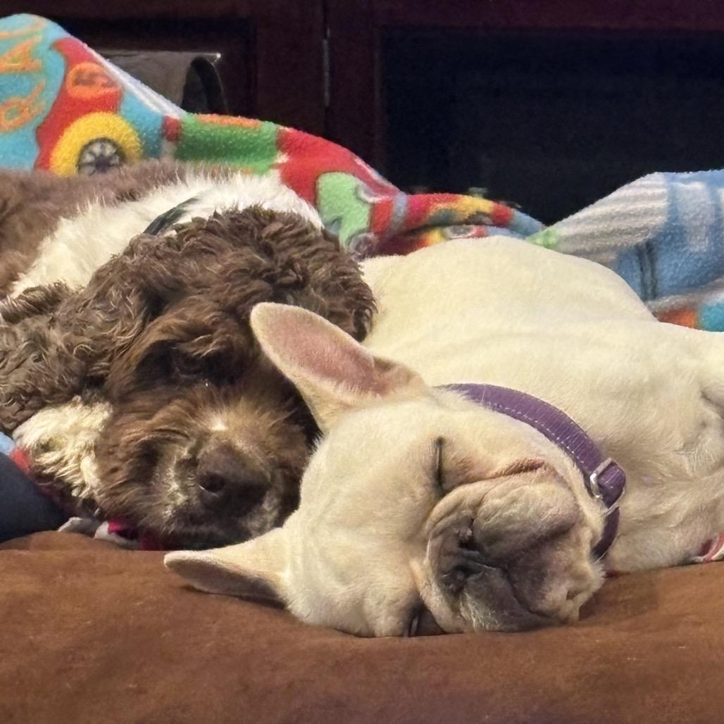 Enlarge Penelope, a Adoptable French Bulldog in Columbus, OH image 6/6