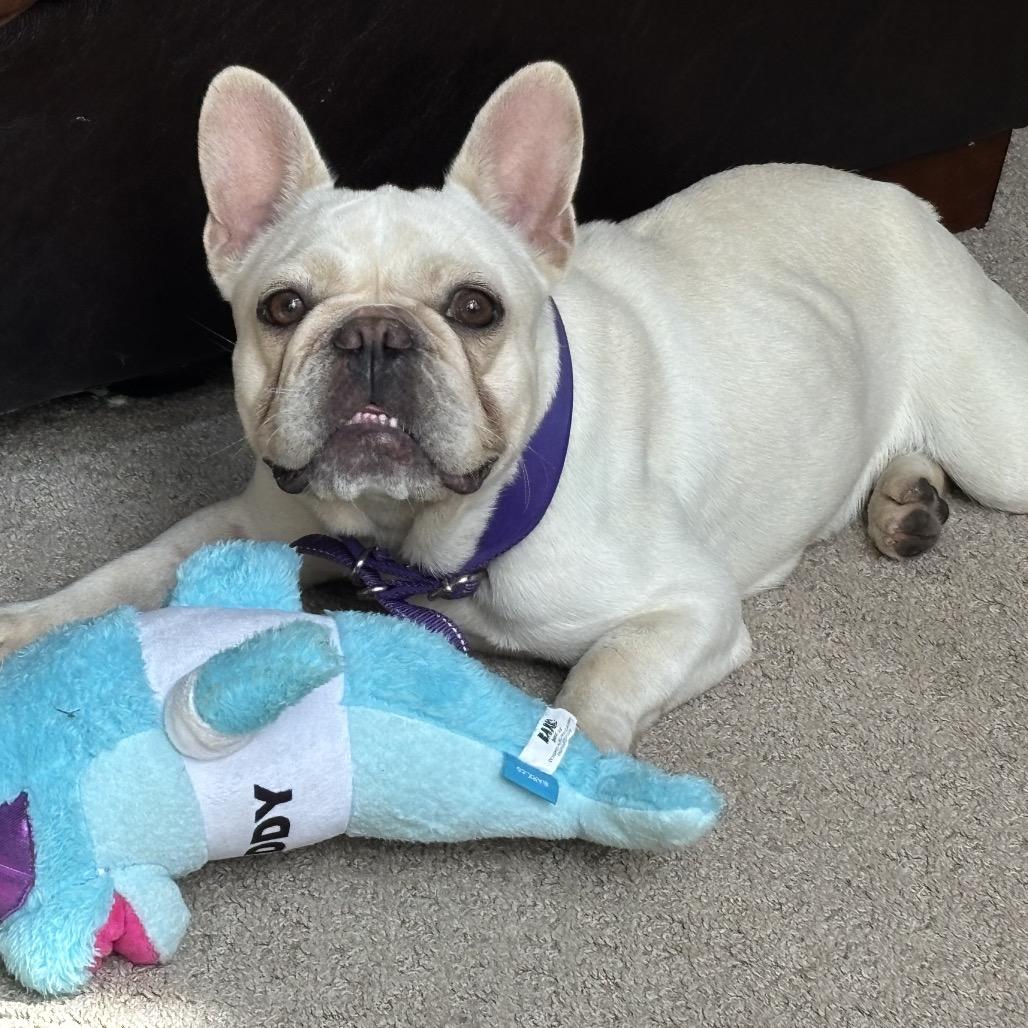 Enlarge Penelope, a Adoptable French Bulldog in Columbus, OH image 3/6