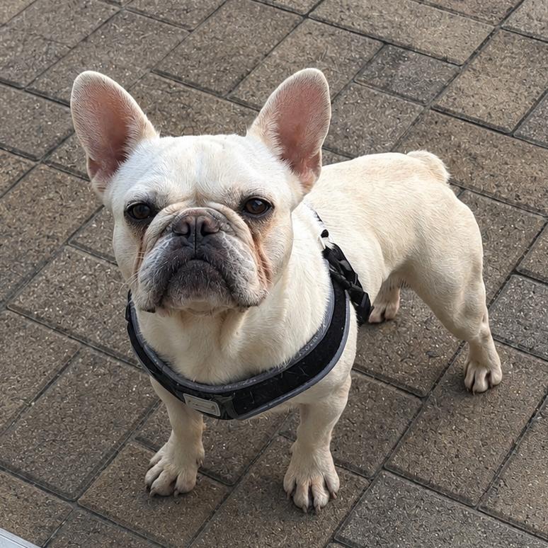 Enlarge Penelope, a Adoptable French Bulldog in Columbus, OH image 1/6