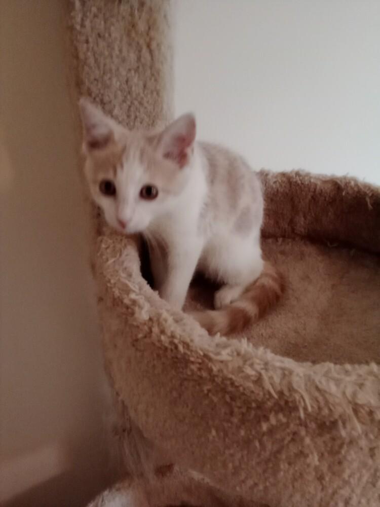 Enlarge Wally, a Adoptable Domestic Short Hair in Fayetteville, TN image 1/2