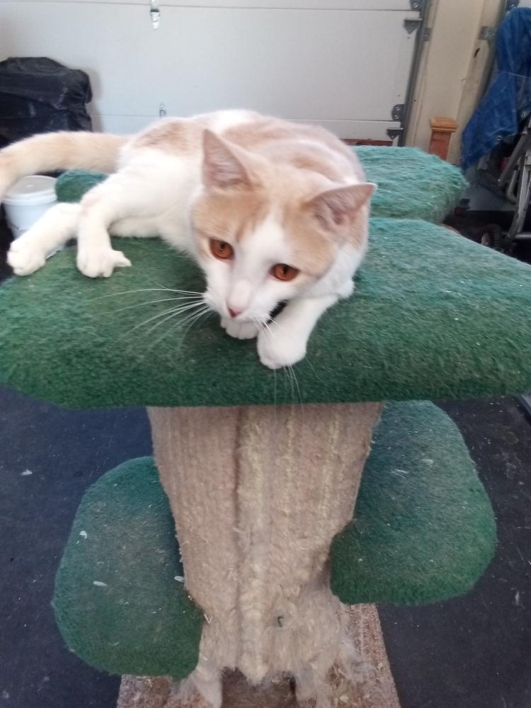 Enlarge Wally, a Adoptable Domestic Short Hair in Fayetteville, TN image 1/2