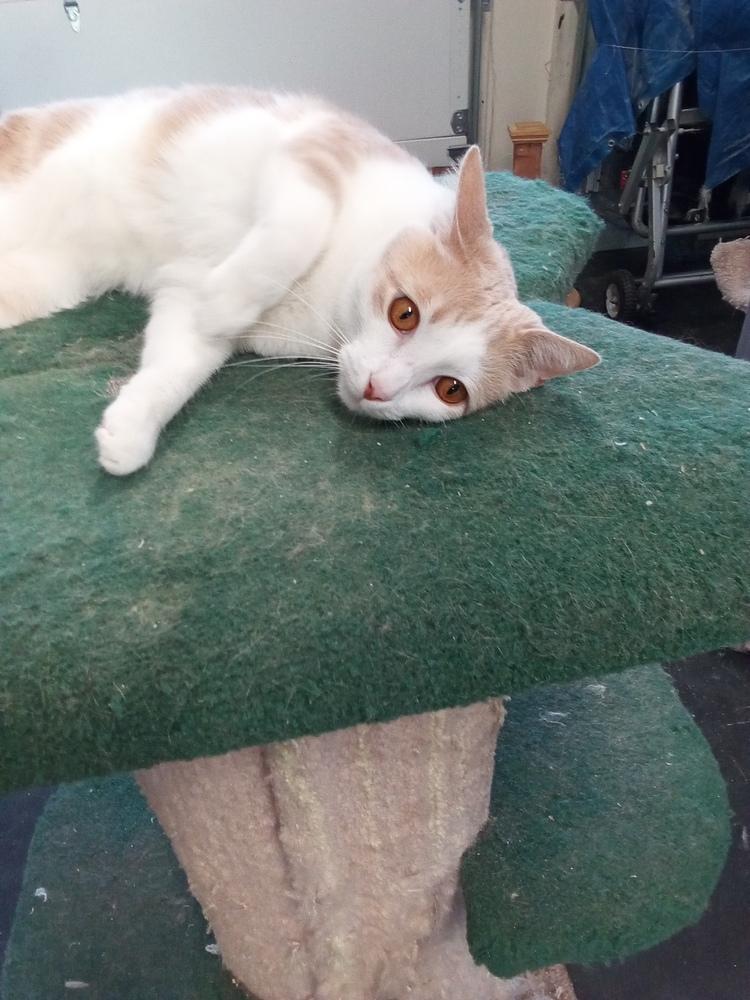 Enlarge Wally, a Adoptable Domestic Short Hair in Fayetteville, TN image 2/2