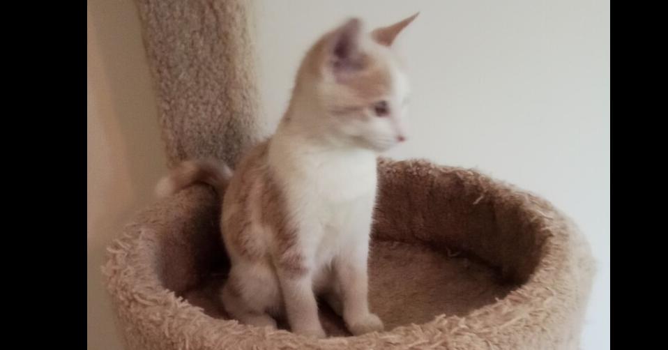 Enlarge Wally, a Adoptable Domestic Short Hair in Fayetteville, TN image 2/2