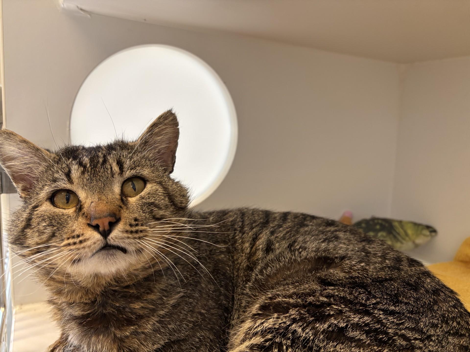 Mitchell, adopted, Adult Male Domestic Short Hair.