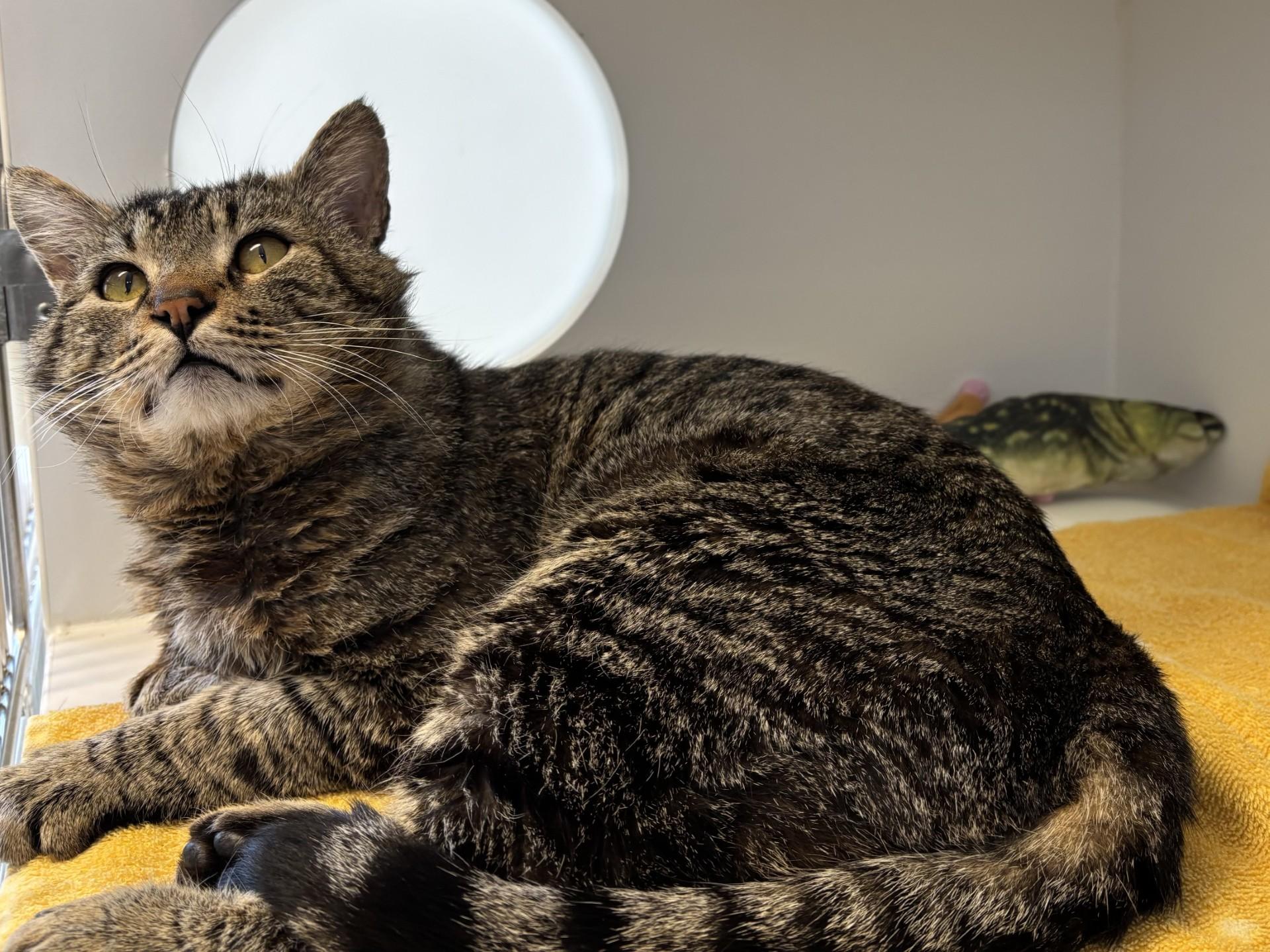 Enlarge Mitchell, an adopted Domestic Short Hair in Grants Pass, OR image 2/2