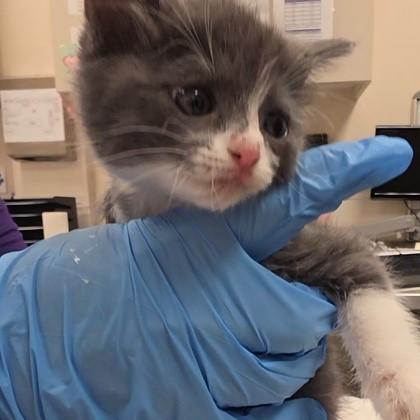 Autumn, Adoptable, Kitten Female Domestic Short Hair & Domestic Short Hair.