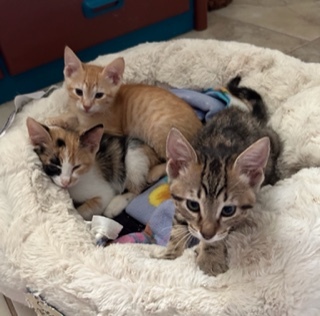 Tigger Too thumbnail 2