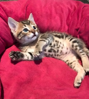 Tigger Too thumbnail 3