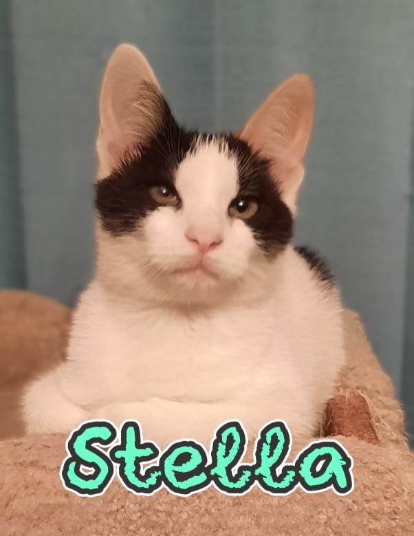 Stella