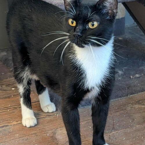 Sissy, Adoptable, Young Female Domestic Short Hair.