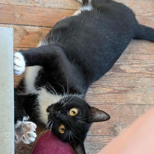 Sissy, a Adoptable Domestic Short Hair in Canal Winchester, OH image 2/3