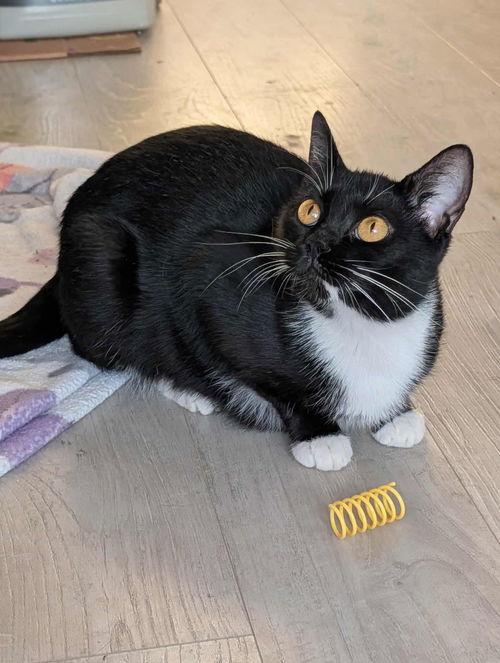Enlarge Sissy, a Adoptable Domestic Short Hair in Canal Winchester, OH image 3/3