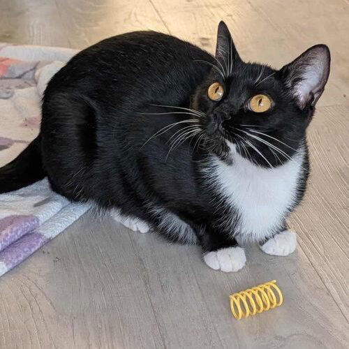 Enlarge Sissy, a Adoptable Domestic Short Hair in Canal Winchester, OH image 3/3