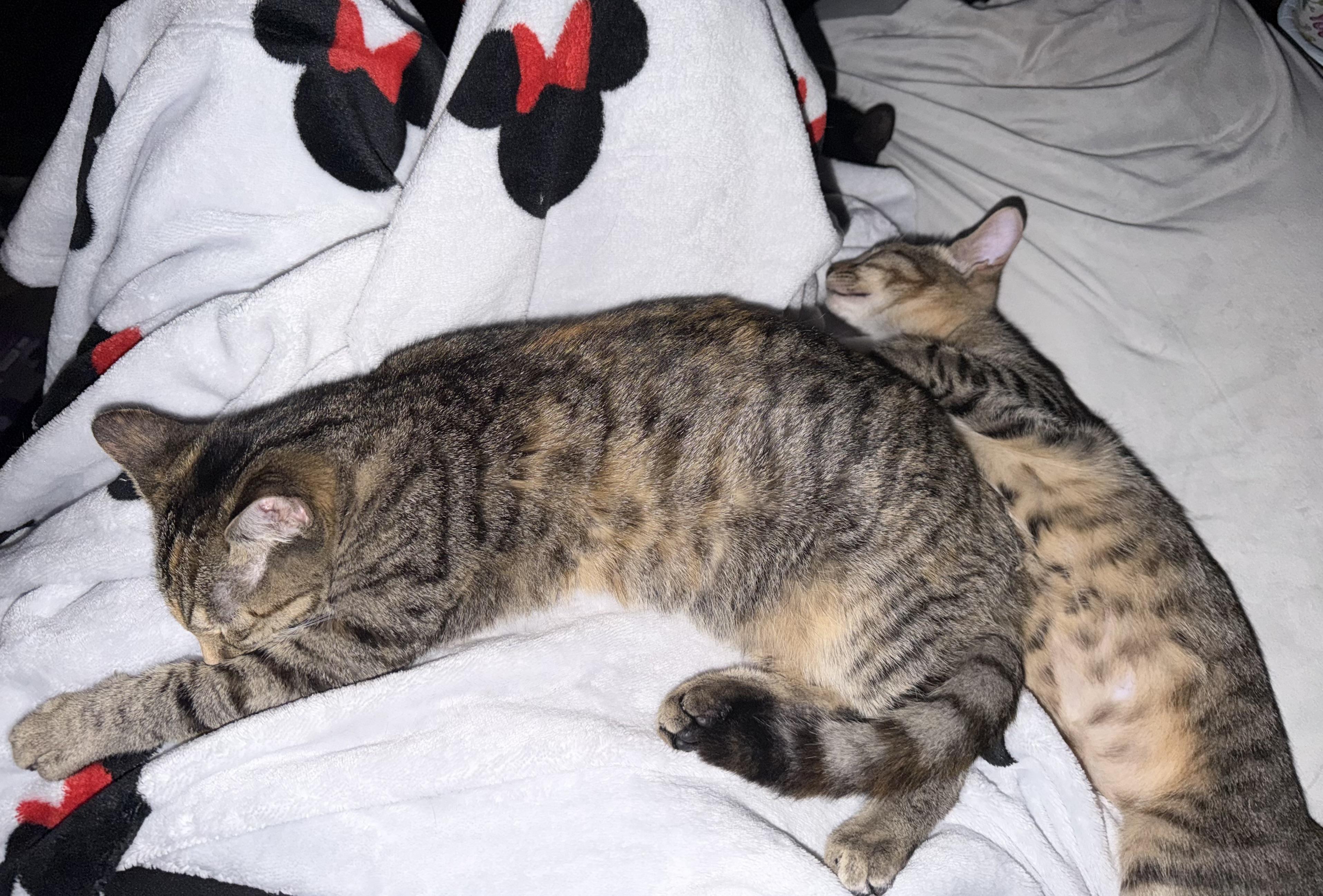 Enlarge Chowdah, a Adoptable American Shorthair in Maitland, FL image 2/5