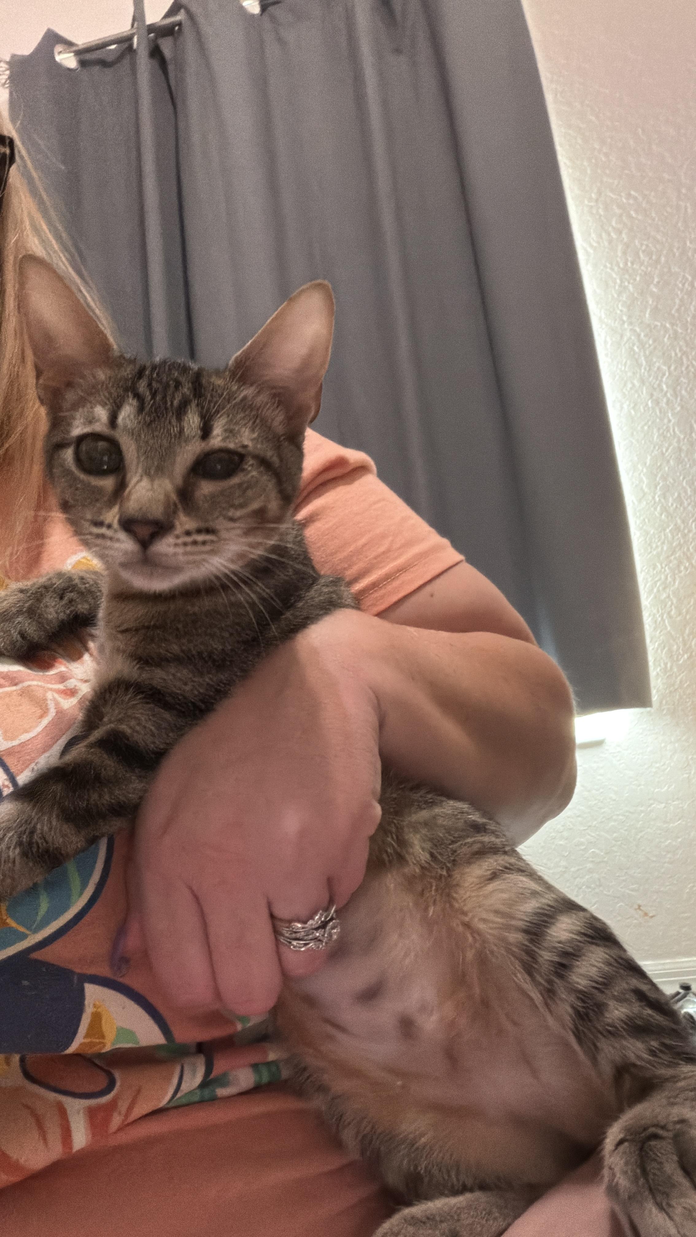 Enlarge Chowdah, a Adoptable American Shorthair in Maitland, FL image 3/5