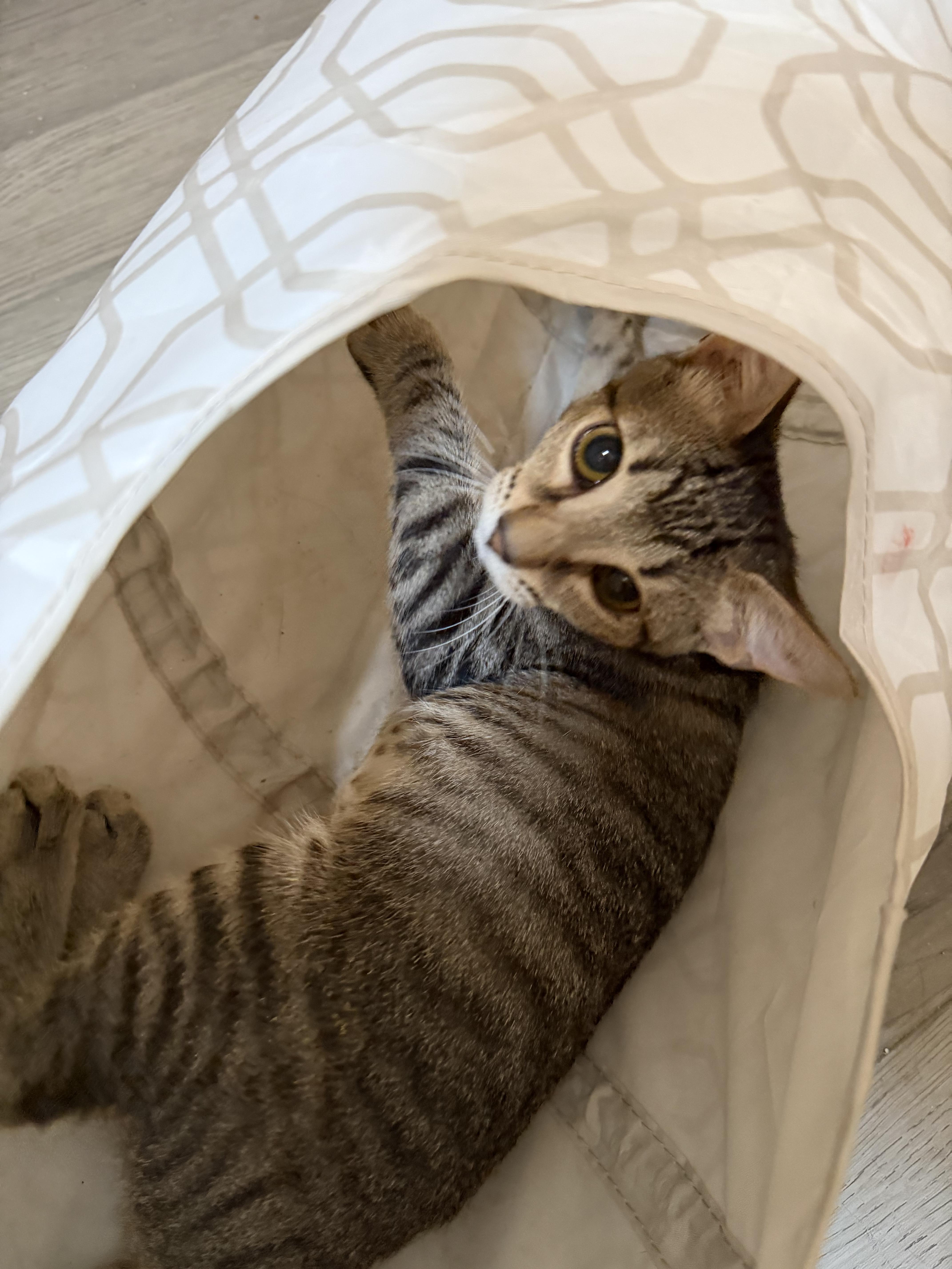 Enlarge Chowdah, a Adoptable American Shorthair in Maitland, FL image 5/5