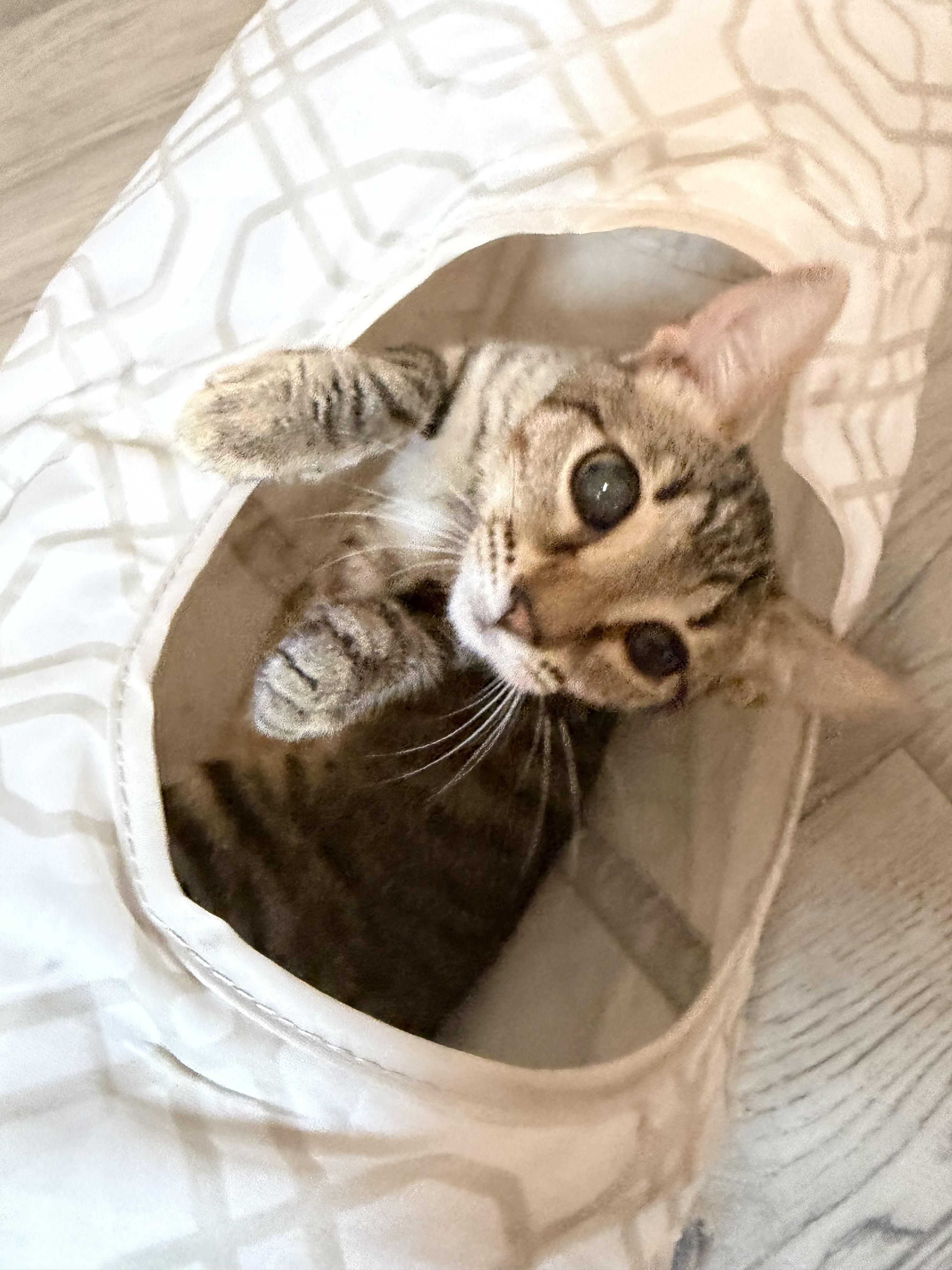 Enlarge Chowdah, a Adoptable American Shorthair in Maitland, FL image 1/5