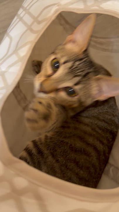 Enlarge Chowdah, a Adoptable American Shorthair in Maitland, FL video 4/5