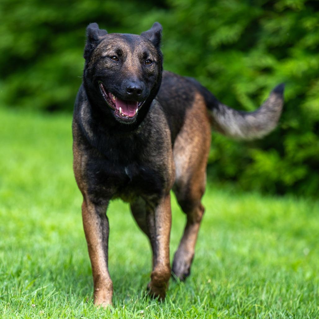 Checkers, Adoptable, Adult Female Belgian Shepherd / Malinois.