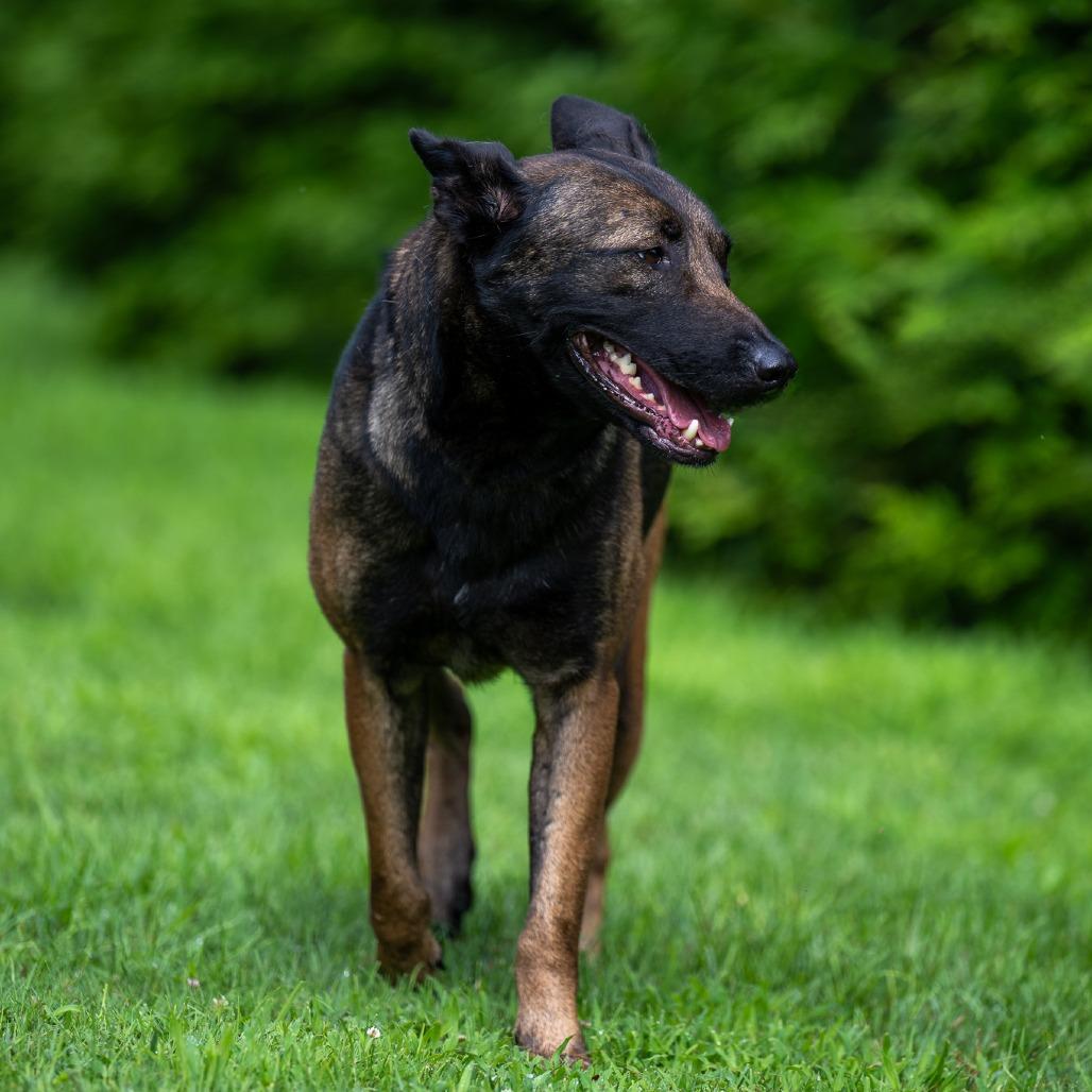 Enlarge Checkers, a Adoptable Belgian Shepherd / Malinois in Chester Springs, PA image 2/4