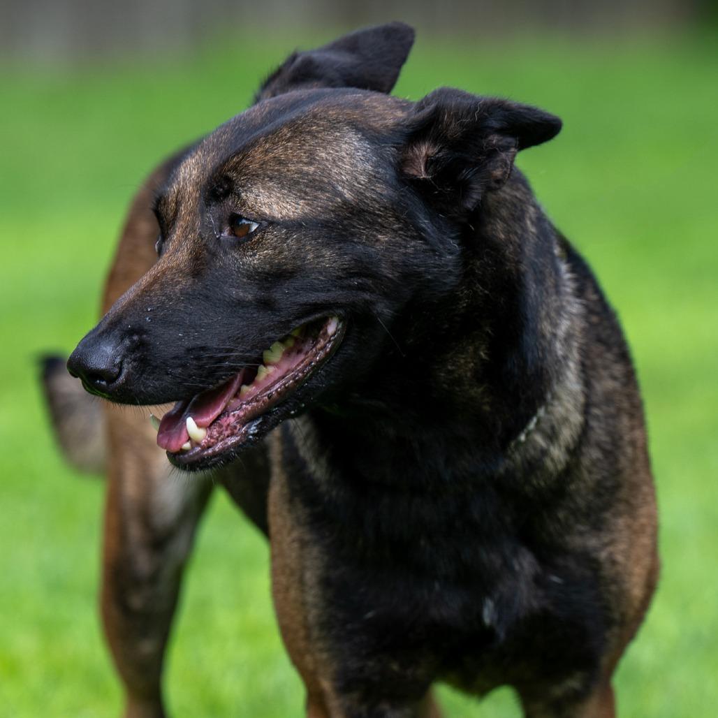 Enlarge Checkers, a Adoptable Belgian Shepherd / Malinois in Chester Springs, PA image 4/4