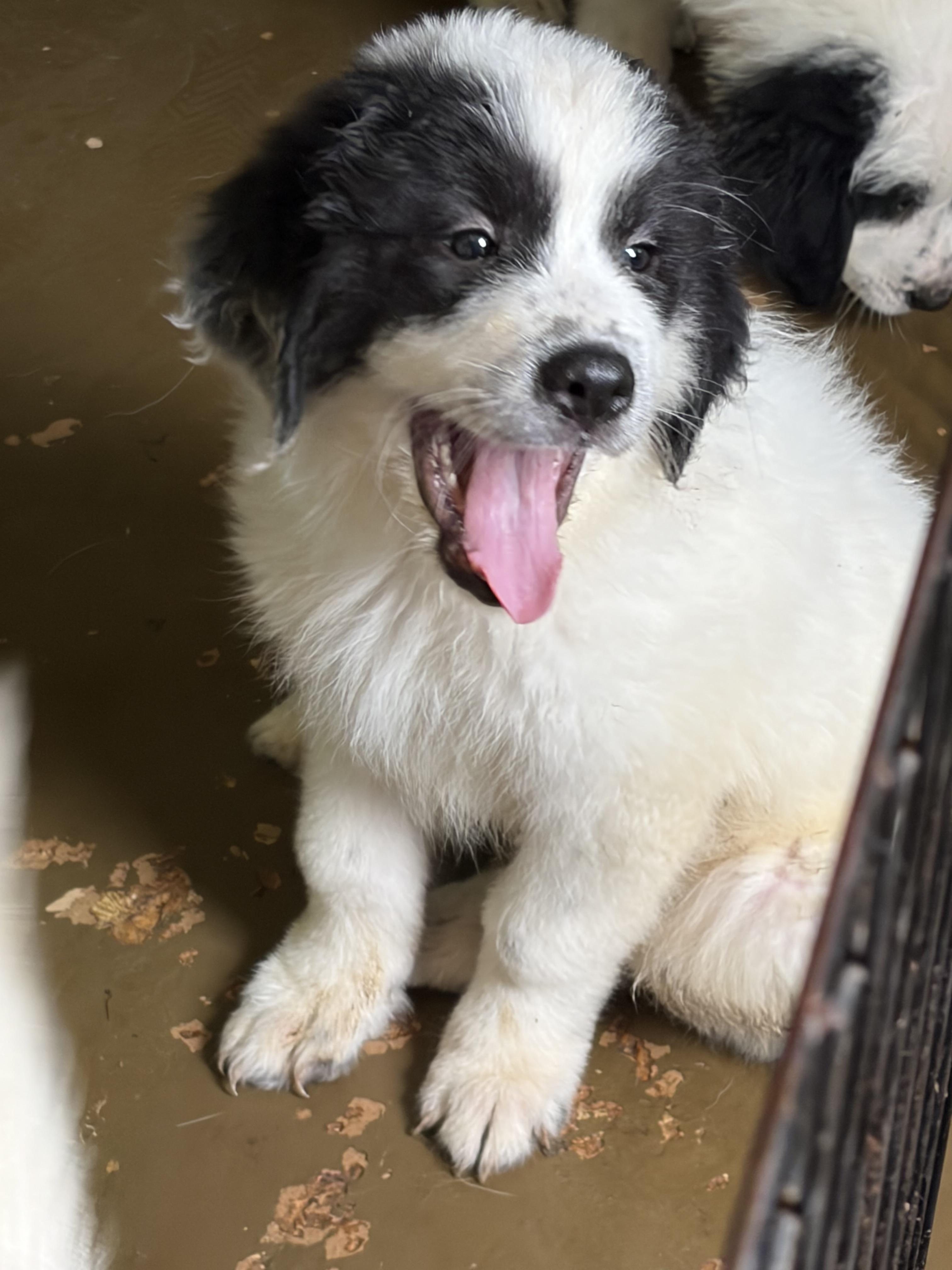 Enlarge Spirit, a Adoptable mixed breed in Arcadia, FL image 4/6