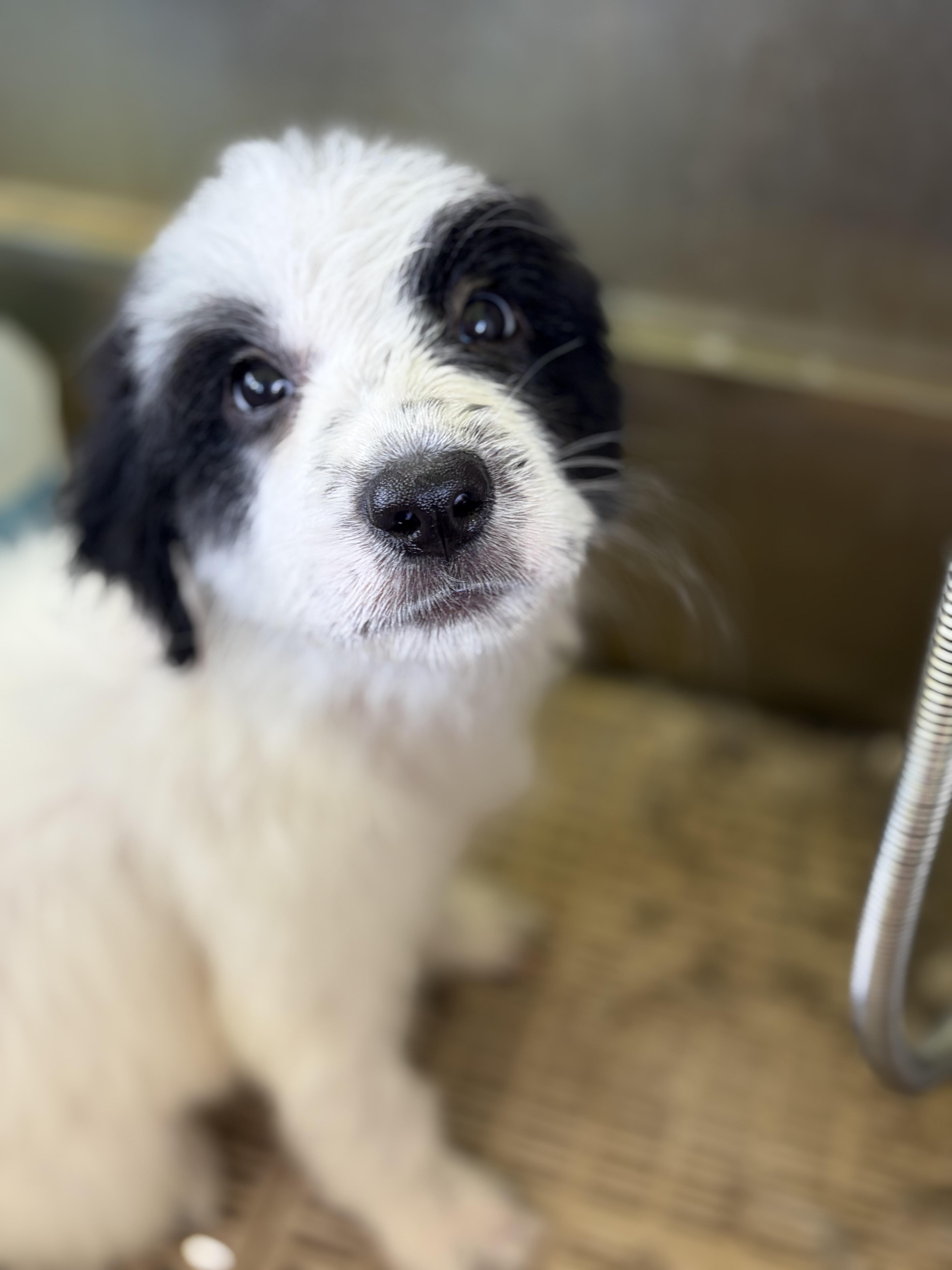 Enlarge Spirit, a Adoptable mixed breed in Arcadia, FL image 3/6