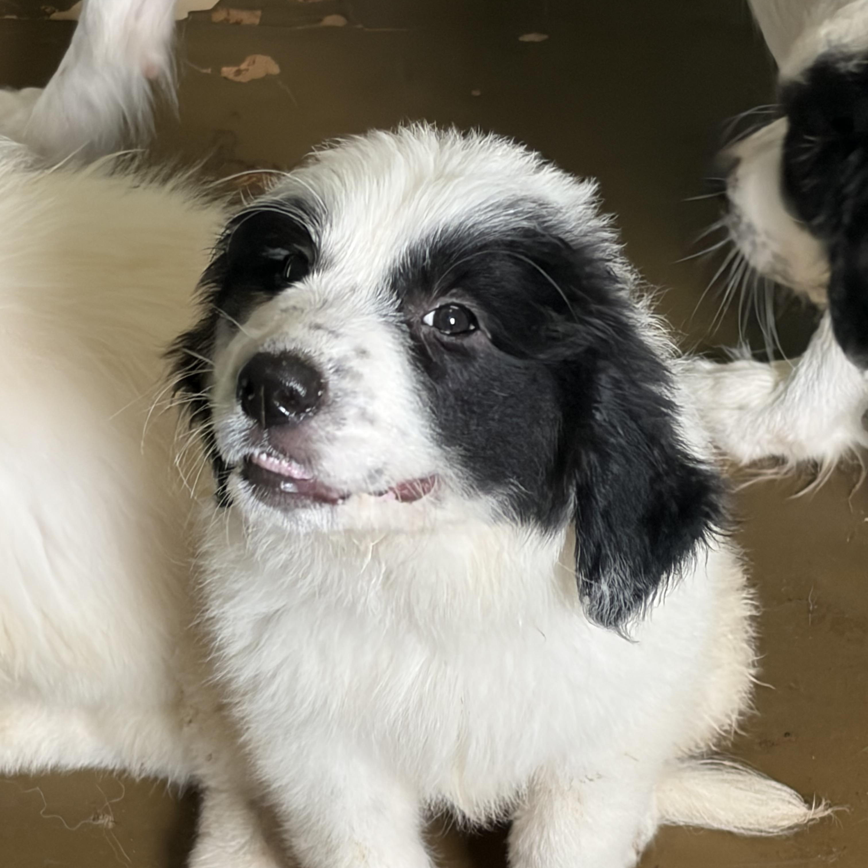 Enlarge Spirit, a Adoptable mixed breed in Arcadia, FL image 6/6