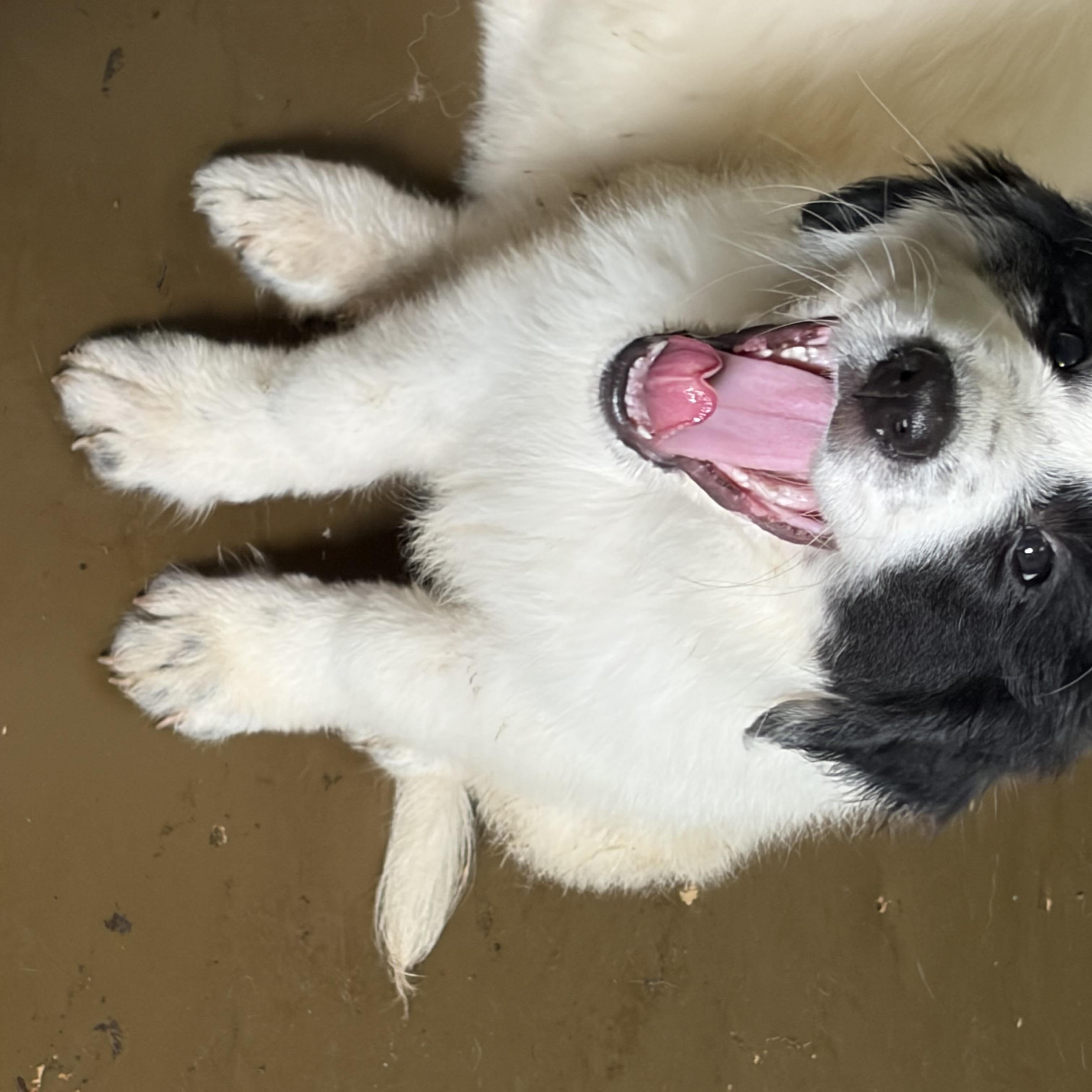 Enlarge Spirit, a Adoptable mixed breed in Arcadia, FL image 5/6