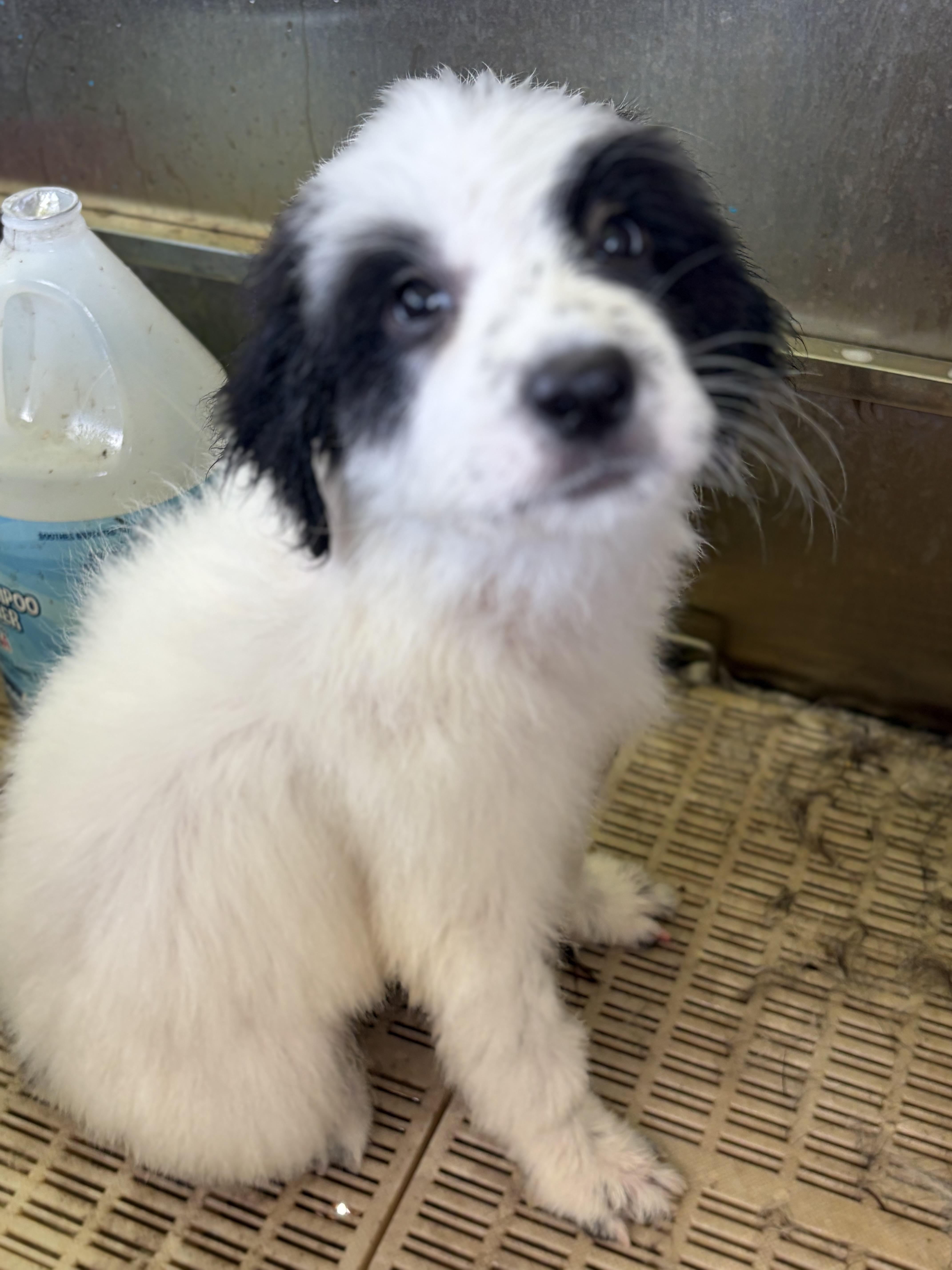 Spirit, Adoptable, Puppy Female Great Pyrenees.