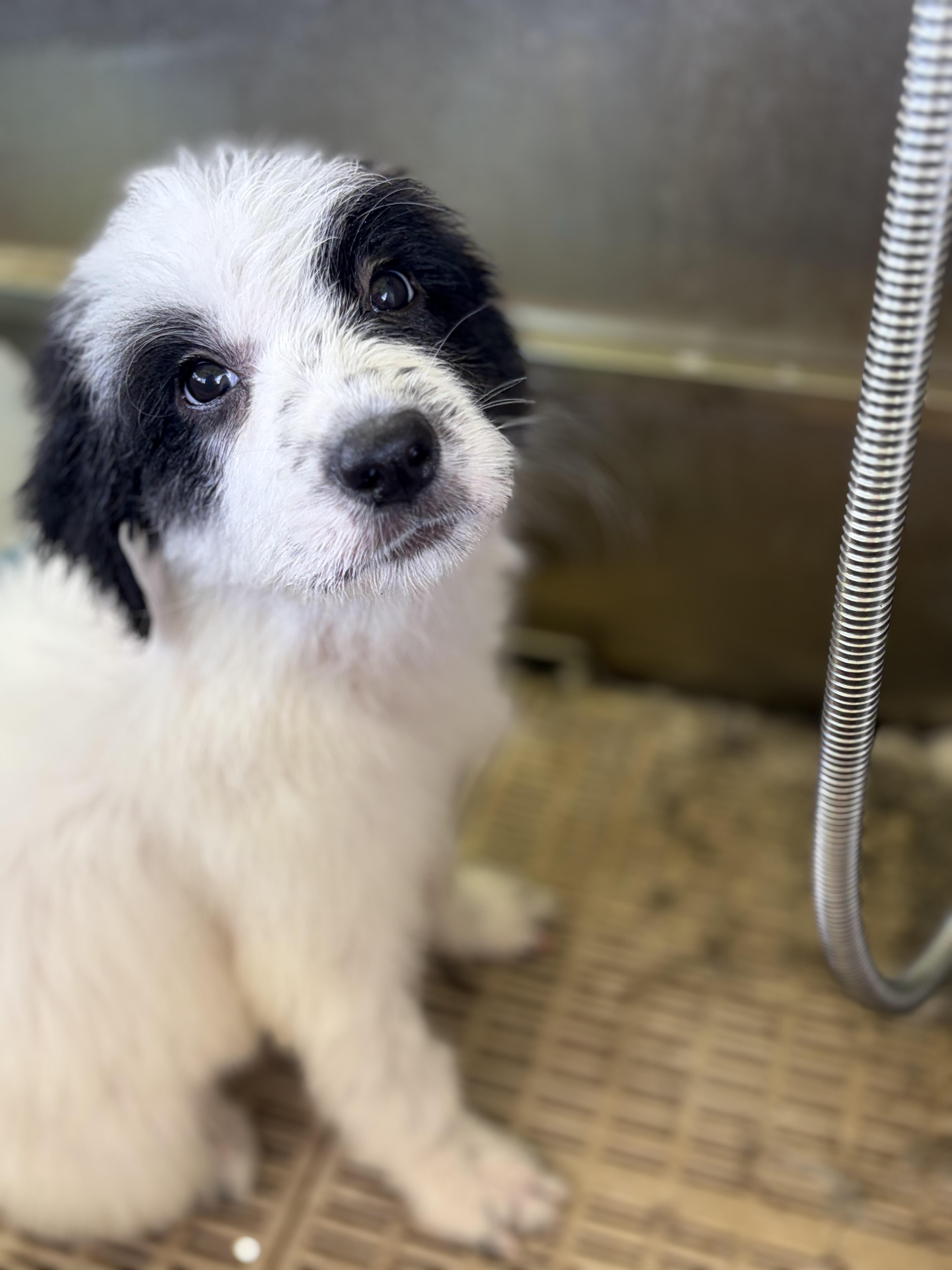 Enlarge Spirit, a Adoptable mixed breed in Arcadia, FL image 2/6