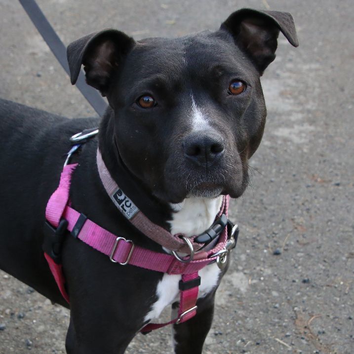 Kya, Adoptable, Adult Female Staffordshire Bull Terrier.