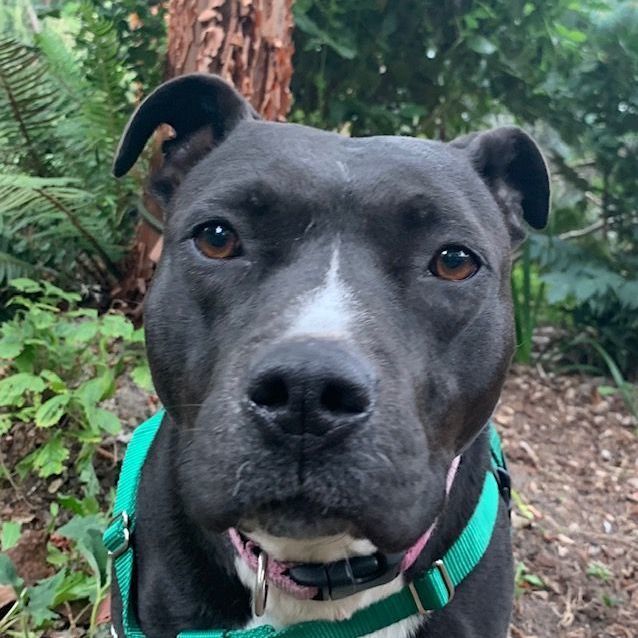 Enlarge Kya, a Adoptable Staffordshire Bull Terrier in Sequim, WA image 2/4