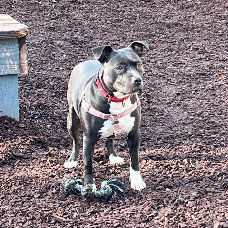 Enlarge Kya, a Adoptable Staffordshire Bull Terrier in Sequim, WA image 3/4