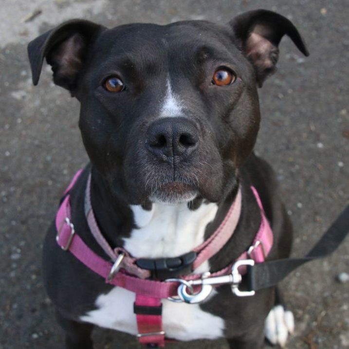 Enlarge Kya, a Adoptable Staffordshire Bull Terrier in Sequim, WA image 4/4