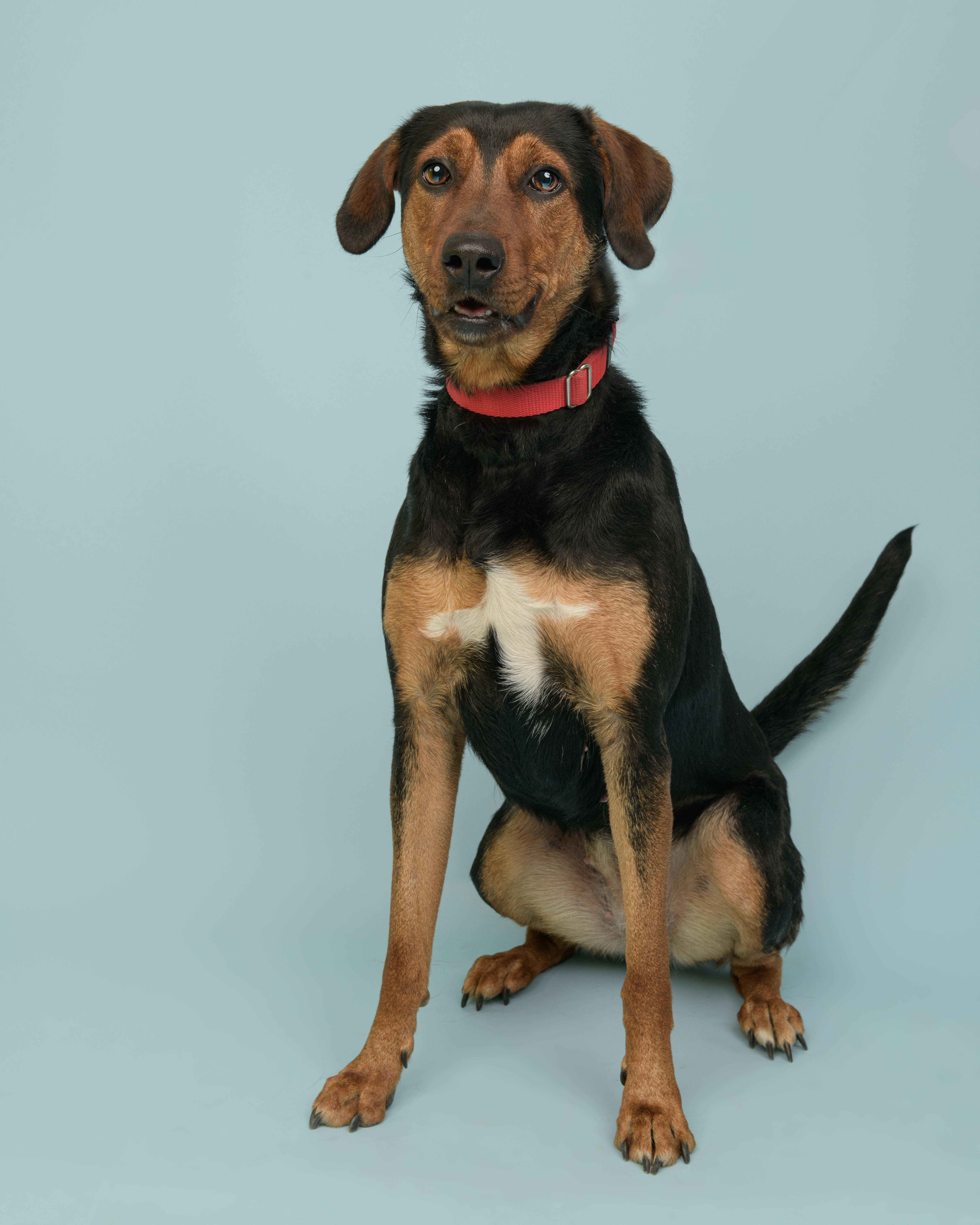 Enlarge Ash, a Adoptable Hound in Southold, NY image 1/1