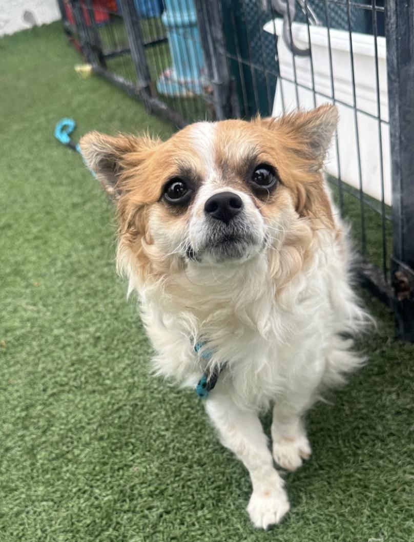 Martini Mixed Breed Dog