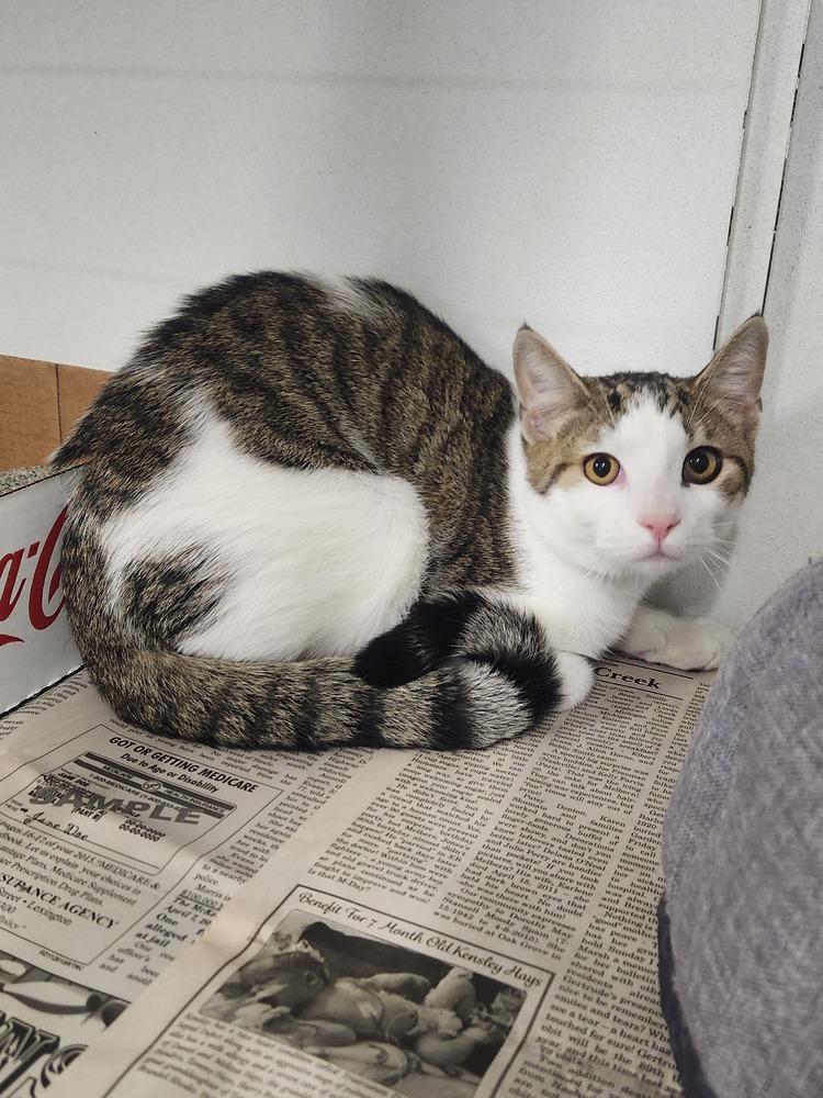 BRYCE, Adoptable, Adult Male Domestic Short Hair & Tabby.