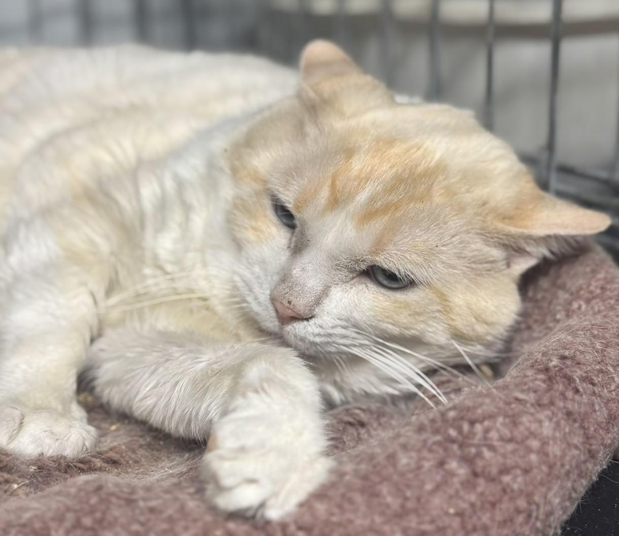 Enlarge 2yroldRedpointsnowshoetwin2, a Adoptable Siamese in Lees Summit, MO image 1/1