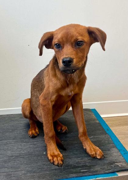 Enlarge Tweety, a Adopted mixed breed in Annapolis, MD image 2/2
